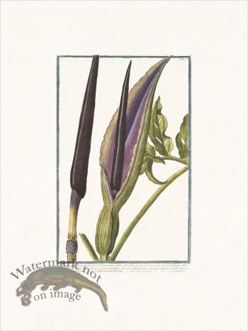 Bonelli 176 Dragonarum